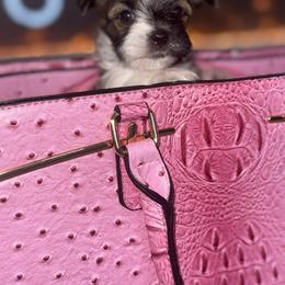 Morkie Puppies from Pink Purse Designer Breeds