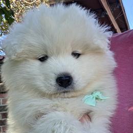 Mint - White male Samoyed puppy in Salem, Utah from Happy Valley Sammies