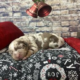 River - Red merle male Australian Shepherd puppy in West Union, Iowa from Boundless Hearts Australian Shepherds LLC