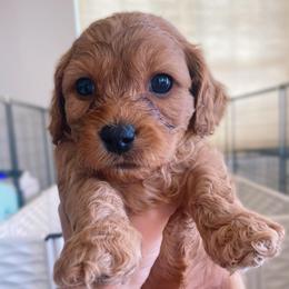 Buddy the Elf - Red male Cavapoo puppy in Van Alstyne, Texas from Home Grown Puppies