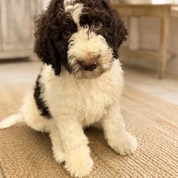 Cedar - Parti male Goldendoodle puppy in Macclenny, Florida from Baker County Goldendoodles