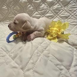 Navy - Cream male Dachshund puppy in Tahlequah, Oklahoma from Love Some Dogs Dachshunds & Cavalier King Charles Spaniels,Cavapoos