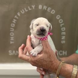 Miss Pink-Dot - Light golden female Golden Retriever puppy in Fresno, California from Sanctuary Ranch Goldens