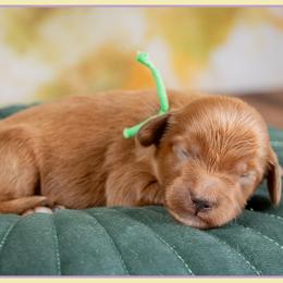 Preston - Red  male Goldendoodle puppy in Connersville, Indiana from Deaz Doodle Ranch