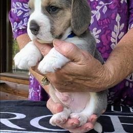 Smokey (Gentry) - Blue tan and white male Beagle puppy in Jerome, Missouri from Beam's Beagles