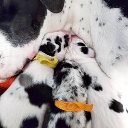 Great Dane Puppies from Dog in Mind Danes