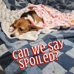 Beagle All Grown Up from Hamptons Ridge Beagles