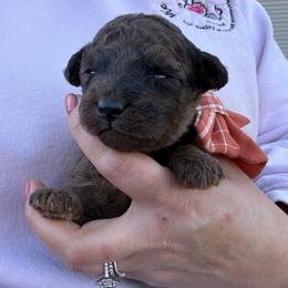 Penelope - Red merle female Bordoodle puppy in Canfield, Ohio from Poo's Doo's & Inu's