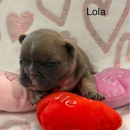 Lola - Blue fawn female French Bulldog puppy in San Antonio, Texas from Chary's Elite Frenchies