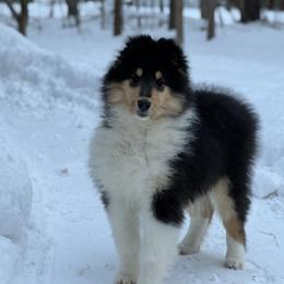 Boy 2- Flash - Black white and tan male Collie puppy in Allendale, Michigan from River-Valley Collies