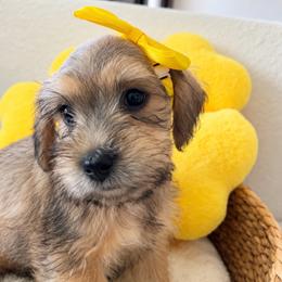 Maple - Wheaten female Miniature Schnauzer puppy in Gilroy, California from Good Shepherd K9 Initiative
