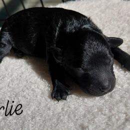 Charlie - Black male Goldendoodle puppy in Eau Claire, Wisconsin from Fisher River Doodle's