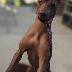 Xoloitzcuintli from Junkyard Xolos