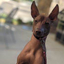 Xoloitzcuintli from Junkyard Xolos