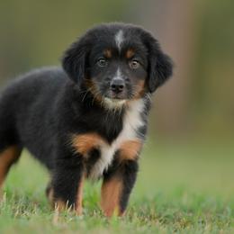 Grindylow - Black tri male Miniature Australian Shepherd puppy in Hartman, Arkansas from Southern Edition Aussies