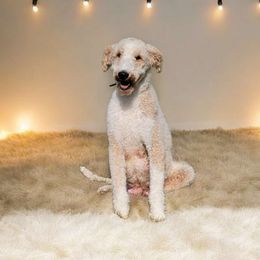 Holly - Sheepadoodle