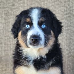 Alex Australian Shepherd - male Australian Shepherd puppy in Limestone, Tennessee from Pilot Hill Teddy Bear Puppies
