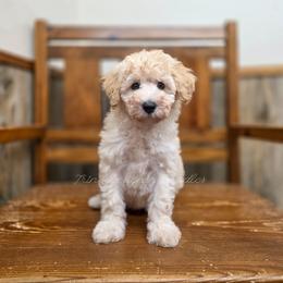 Saffron - Cream male Aussiedoodle puppy in Centreville, Mississippi from Trin's Designer Doodles