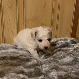 Pebbles - Parti female Poodle puppy in Haddam, Kansas from Golden B Acres