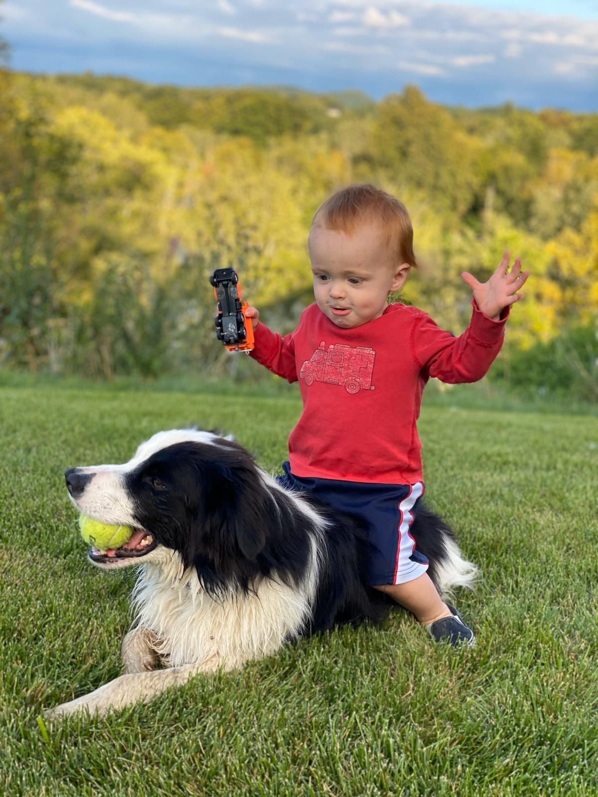 Border Collie Puppies from Camden Creek Farm