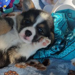 Turquoise bandana boy - Black and tan male Pembroke Welsh Corgi puppy in Cherokee, Oklahoma from MCS Farms-OK