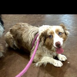 Sadie - Red merle female Miniature Australian Shepherd puppy in Crosby, Texas from TriplecminiaussiesAndCorgis