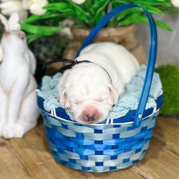 Boy 2 - Yellow male Labrador Retriever puppy in Mt. Vernon, Texas from Bohlken Labradors