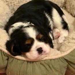 Maverick - Tri-color male Cavalier King Charles Spaniel puppy in Melbourne, Florida from Majestic Cavaliers of Melbourne FL