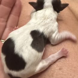 Havanese Puppies from Cornerstone Creek Farm