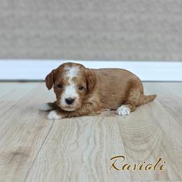 Ravioli (Blue Collar) - Red  male Goldendoodle puppy in Guthrie, Oklahoma from Edmond Doodles, LLC