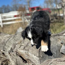 Miniature American Shepherd and Miniature Australian Shepherd Puppies from Quarter Creek Stockdogs & Mini/Toy Australian Shepherds