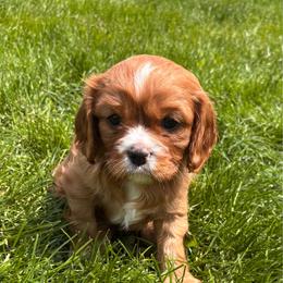 Rusty - Ruby male Cavalier King Charles Spaniel puppy in Lambertville, Michigan from Dream Dog LLC