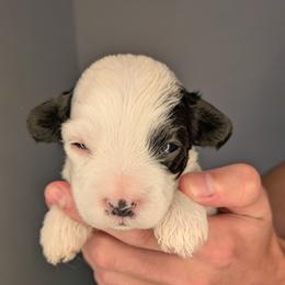 Boy 2 - male Cavapoochon puppy in Poetry, Texas from Darling Doodles of Texas