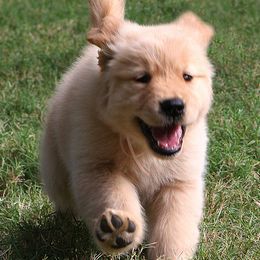 Golden Retrievers from Gower Goldens