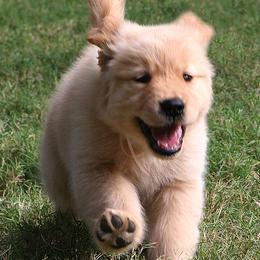 Golden Retrievers from Gower Goldens