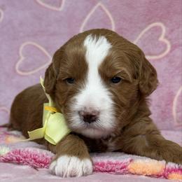 Foxy - yellow - Red  female Goldendoodle puppy in Yuciapa, California from AlltheDoodlez_