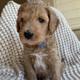 Onyx - Cream male Goldendoodle puppy in Gilbert, Arizona from DogHouse Doodles