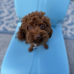 Molly - Poodle