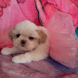 Cookie - White female Shih Tzu puppy in Silver Springs, Nevada from Meadowlyn's Dream Shih Tzu