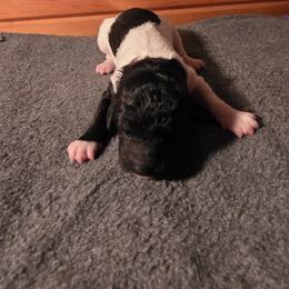 Girl 5 - female Poodle puppy in Blue Ridge, Georgia from Beltane Standard Poodles