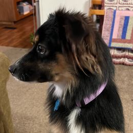 Shy Baby - Miniature Australian Shepherd