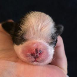 Simon - Chocolate male Shih Tzu puppy in Brighton, Missouri from Morningstar's Shih Tzu