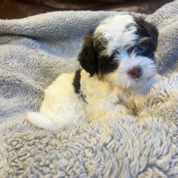 Teddy - White male Havanese puppy in Starr, South Carolina from Home with Havanese