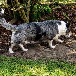 Nala - Blue merle and white female Cardigan Welsh Corgi puppy in Kerens, West Virginia from Leather & Lace