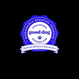 Miniature Schnauzer Puppies from PartiLife Miniature Schnauzers