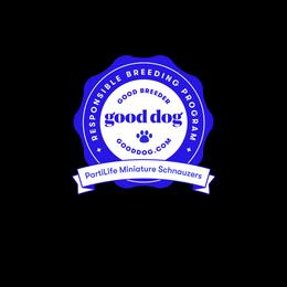Miniature Schnauzer Puppies from PartiLife Miniature Schnauzers