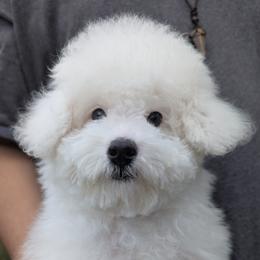 Cratty - Poodle