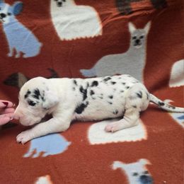 Harlequin Male B - Harlequin male Great Dane puppy in Golconda, Illinois from Breken Great Danes