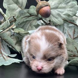 Girl 1 - Chocolate merle female Pomeranian puppy in Brentwood, California from Royalpawpoms