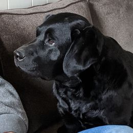 Delilah - French Bulldog